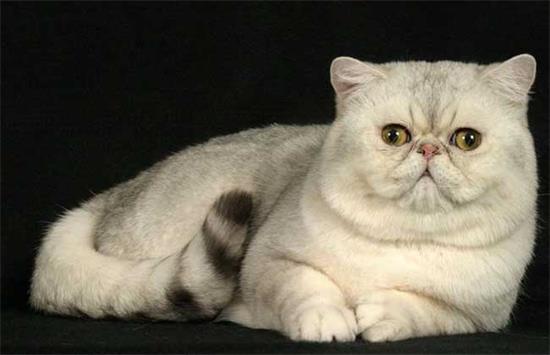 异国短毛猫外形特征