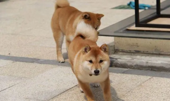 柴犬怀孕多久能看出来？