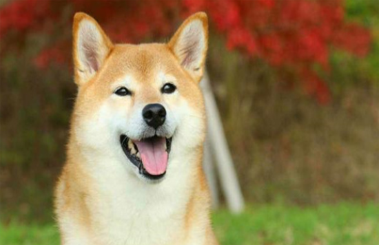 柴犬圆脸还是尖脸什么时候可以分辨出来