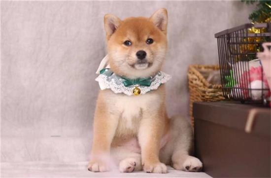2000买柴犬靠谱吗？一文告知你