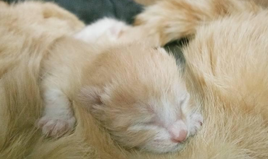 猫只生了一只正常吗