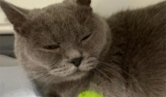 母猫子宫蓄脓症状图片