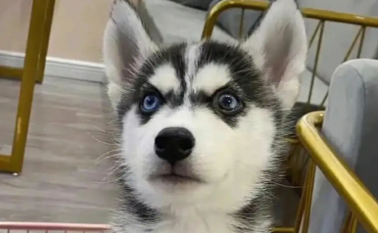 哈士奇幼犬长什么样？怎么挑选哈士奇幼犬呢？