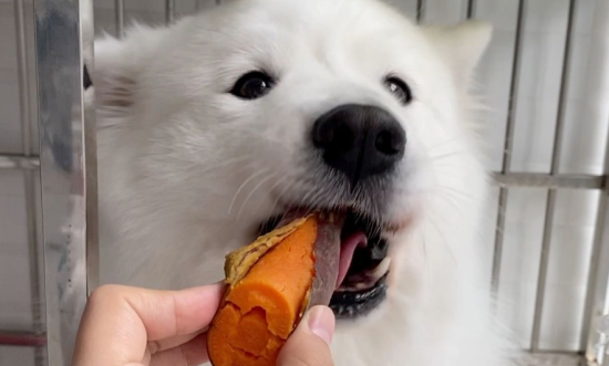 狗能吃地瓜吗