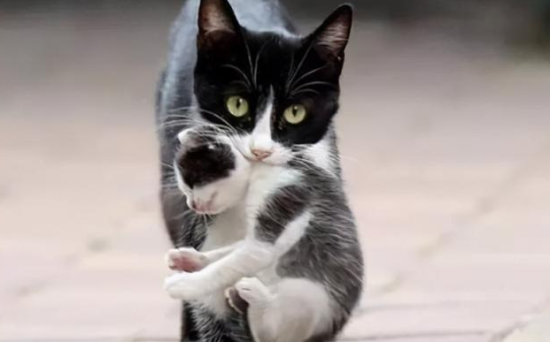 母猫不停的叼小猫怎么办