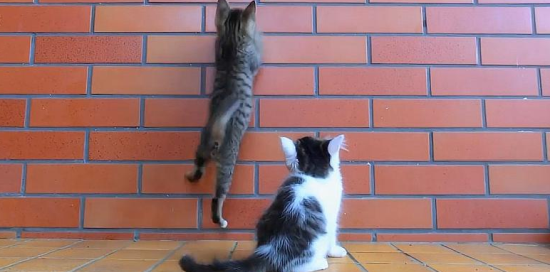 猫一直头蹭门蹭墙是怎么回事