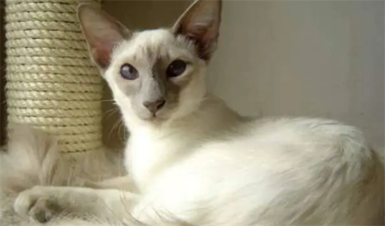 巴厘猫的形态特征是什么 身体的特征