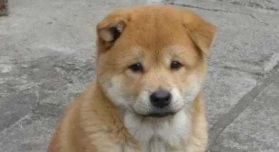 怎样挑选品质高的中华田园犬？从这五点出发