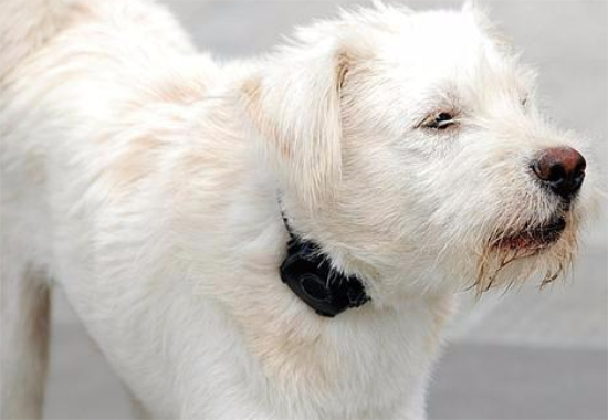 中华田园犬比宠物狗好的八大优势