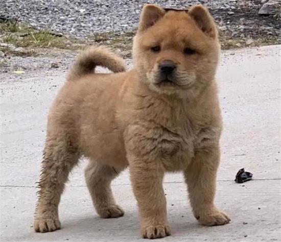 中华田园犬怎么养？