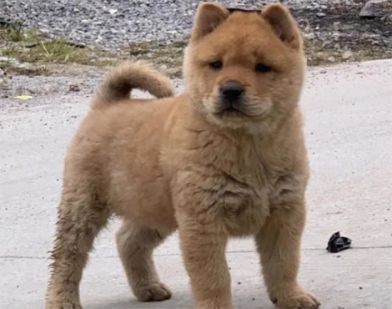 中华田园犬不能吃什么？这些东西千万不可以吃。