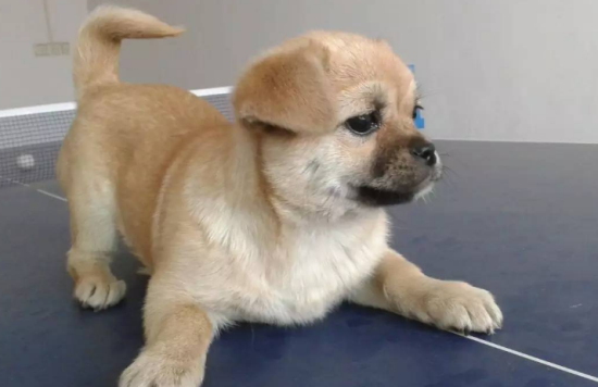 中华田园犬什么东西不能吃？哪些食物禁止喂食？