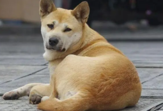 中华田园犬怎么训练上厕所？下文告诉你！