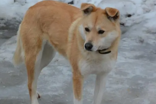 中华田园犬怎么训练上厕所？下文告诉你！