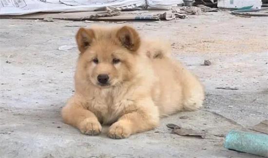 土松犬是中华田园犬吗