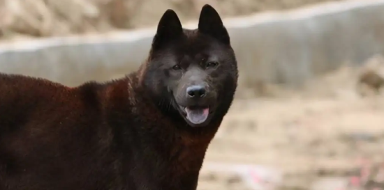 五黑犬有什么讲究