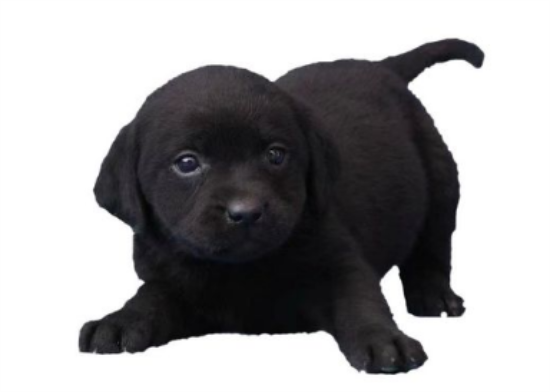 五黑犬适合家养吗