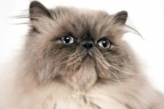 波斯猫脸上的泪痕该如何清理？