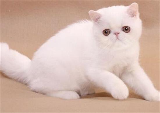 波斯猫拉肚子会到死亡的程度这么严重吗