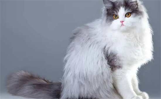 波斯猫一年可以生几个小猫？不知道的快来看看！