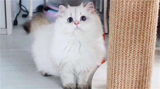 波斯猫一年可以生几个小猫？不知道的快来看看！