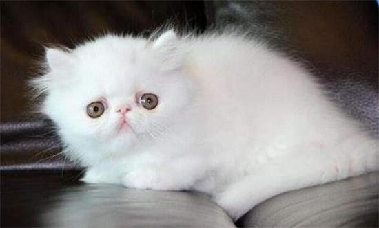 波斯猫粘人吗