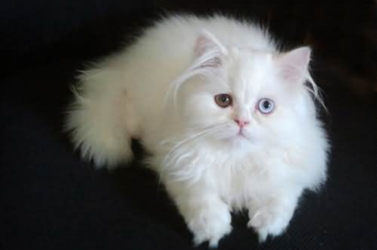 波斯猫什么颜色最贵