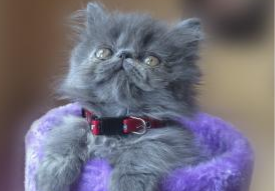 蓝色波斯猫怎么养比较好呢