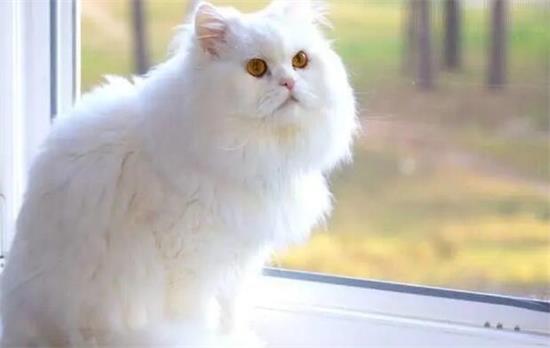 波斯猫为什么不能养啊