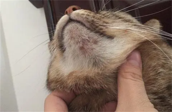 猫有毛囊炎该怎么治