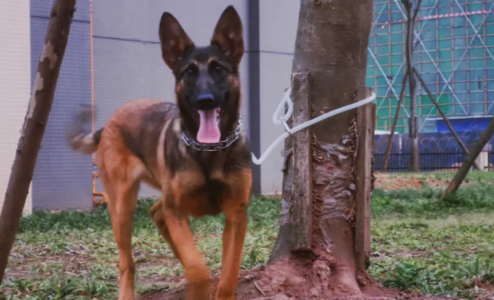 怎么买小马犬