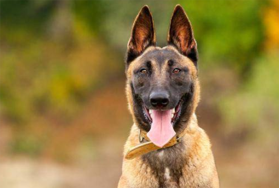 最标准的马犬品相