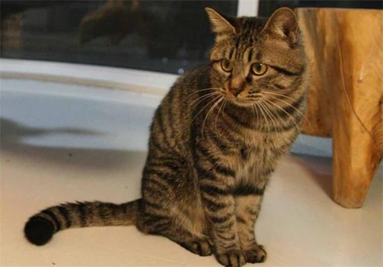 狸花猫被打会记仇吗