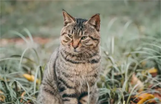 狸猫和狸花猫的区别