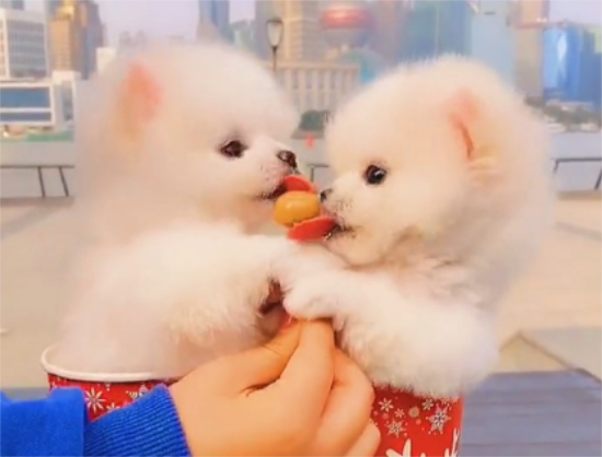 茶杯犬是能放在茶杯里的狗吗？你了解过？