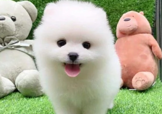 怎样训练茶杯犬的大小便？训练方法如下。
