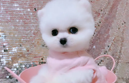 茶杯犬为什么不能养