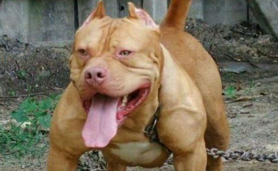 美国比特犬训练技巧