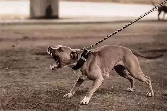美国比特犬拉稀应该怎么做