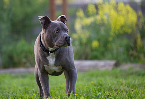 比特斗牛犬多少钱一只