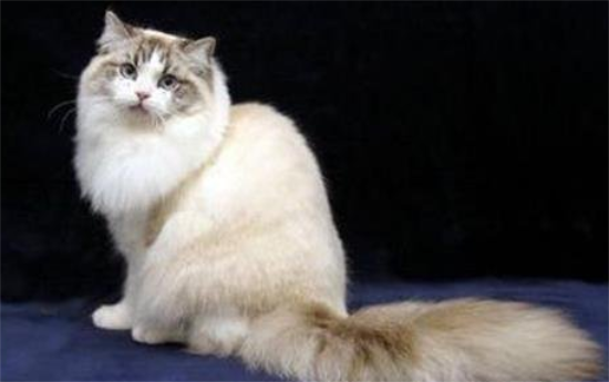 褴褛猫的性格特征