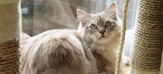 褴褛猫和布偶猫的区别哪个贵