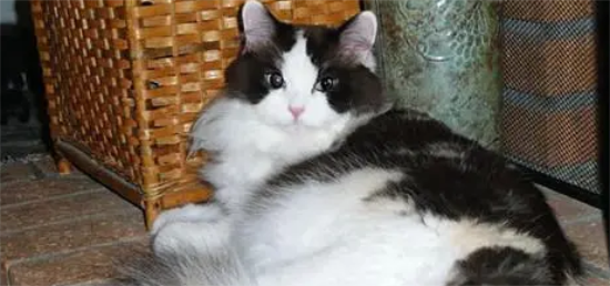 褴褛猫怎么训练？来看看~