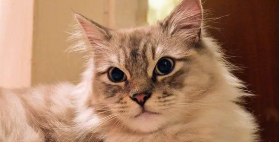 褴褛猫怎么训练？来看看~
