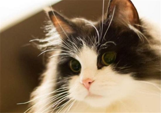 褴褛猫是什么品种