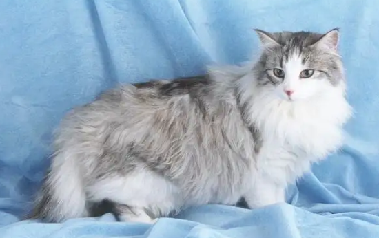 挪威森林猫知道自己换主人了吗