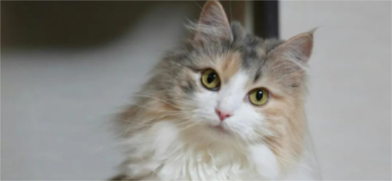 挪威森林猫产后怎么护理？
