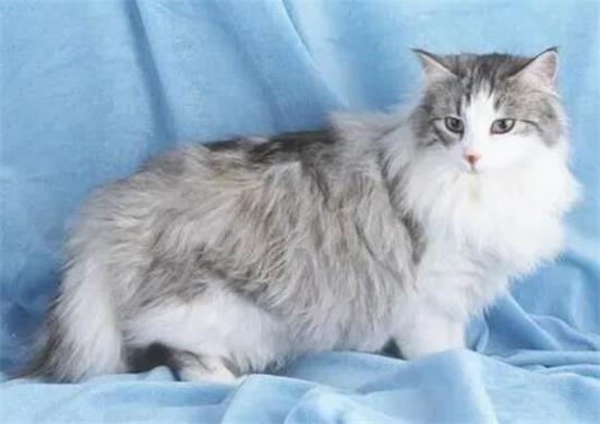 怎么养挪威森林猫？挪威森林猫吃什么