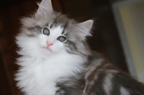 挪威森林猫和缅因猫的区别有哪些？