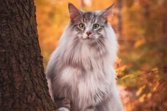怎么喂养挪威森林猫？